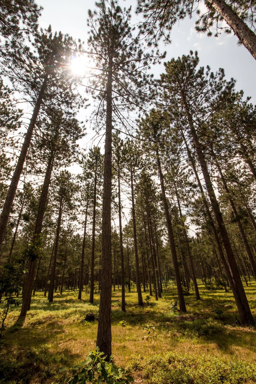 Bosque de pinos en zona de operación forestal de EFAGRAM S.A.S.